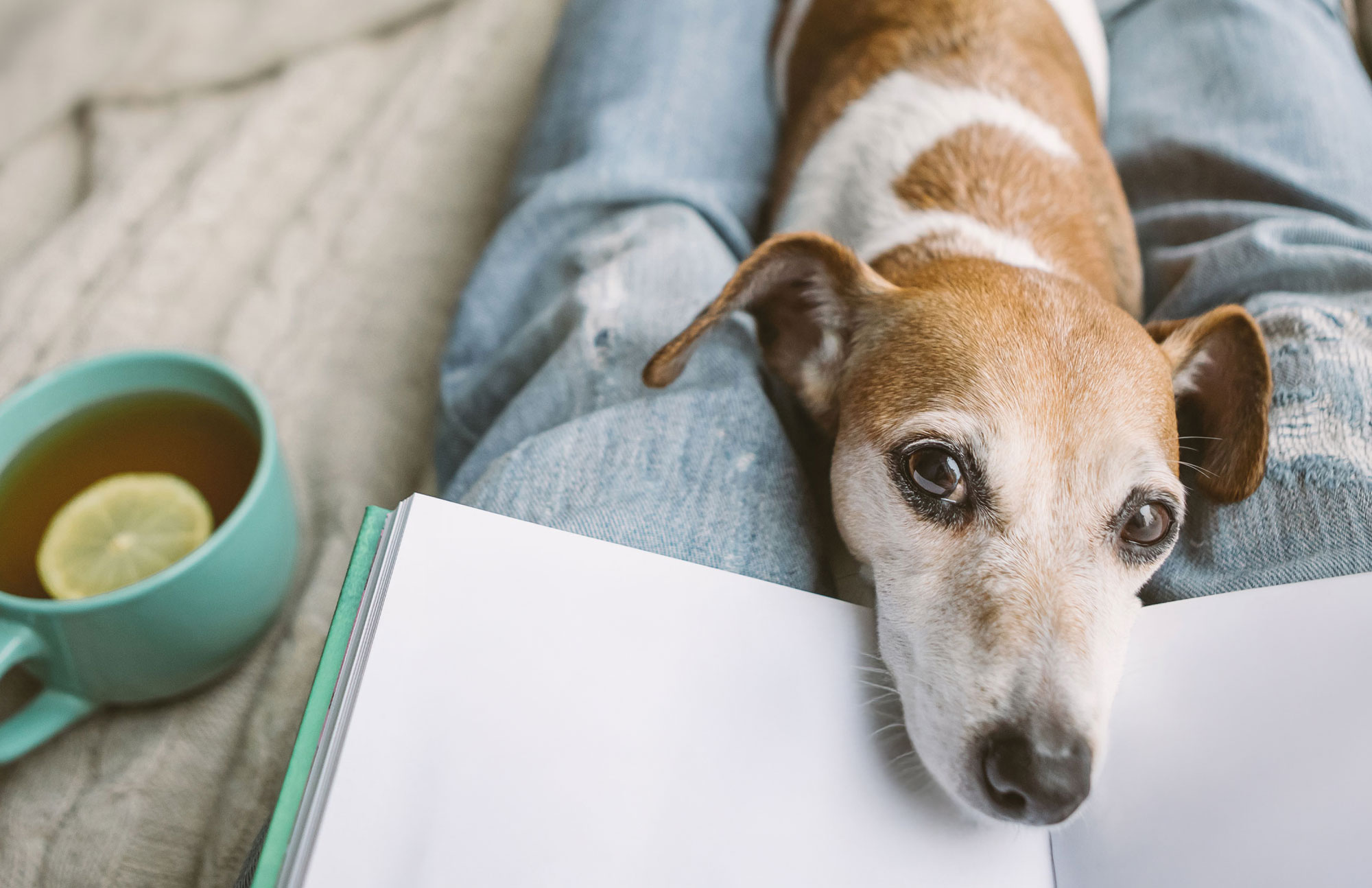 Hund liegt ruhig und schaut in die Kamera